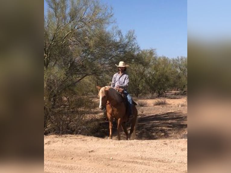 Quarter Pony Castrone 8 Anni 135 cm Palomino in Marana