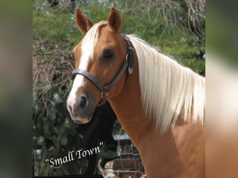 Quarter Pony Castrone 8 Anni 135 cm Palomino in Marana