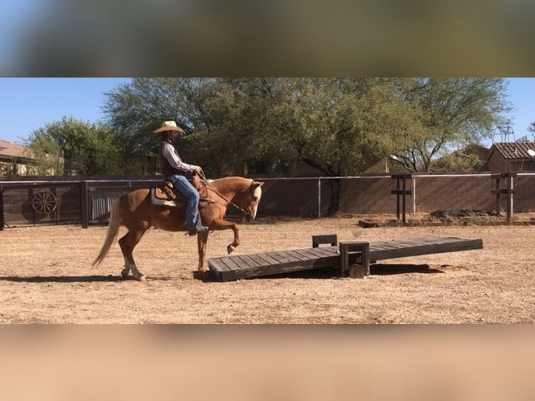 Quarter Pony Castrone 8 Anni 135 cm Palomino in Marana