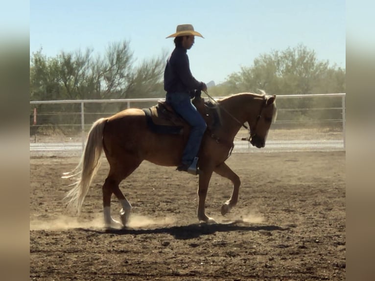 Quarter Pony Castrone 8 Anni 135 cm Palomino in Marana