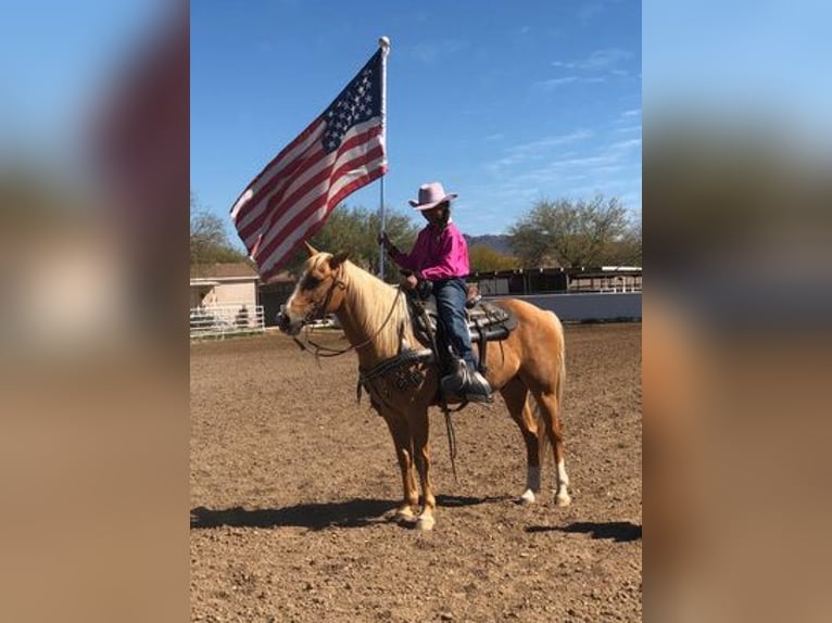 Quarter Pony Castrone 8 Anni 135 cm Palomino in Marana