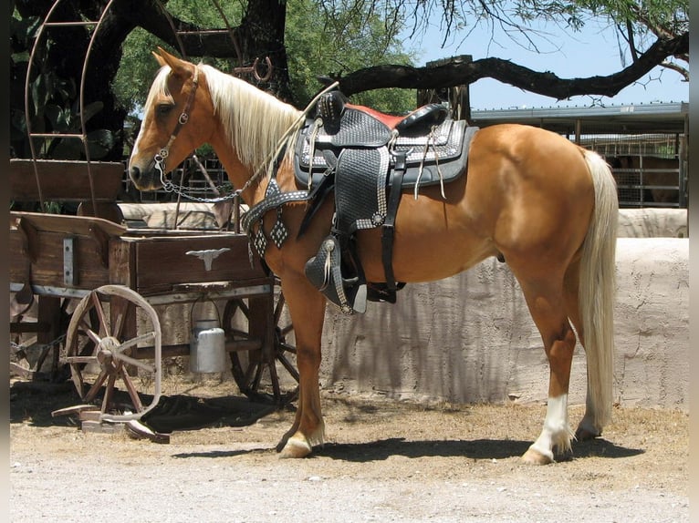 Quarter Pony Castrone 8 Anni 135 cm Palomino in Marana