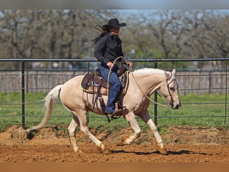 Quarter Pony Castrone 8 Anni 137 cm Palomino in Joshua, TX