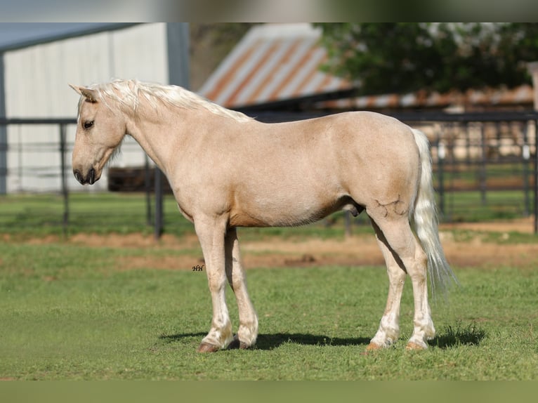 Quarter Pony Castrone 8 Anni 137 cm Palomino in Joshua, TX