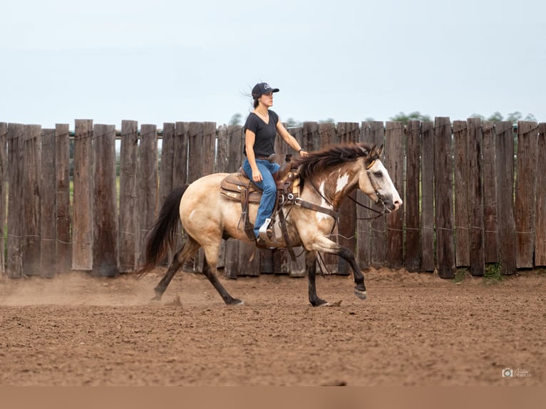 Quarter Pony Castrone 8 Anni 140 cm Pelle di daino in Addison, TX