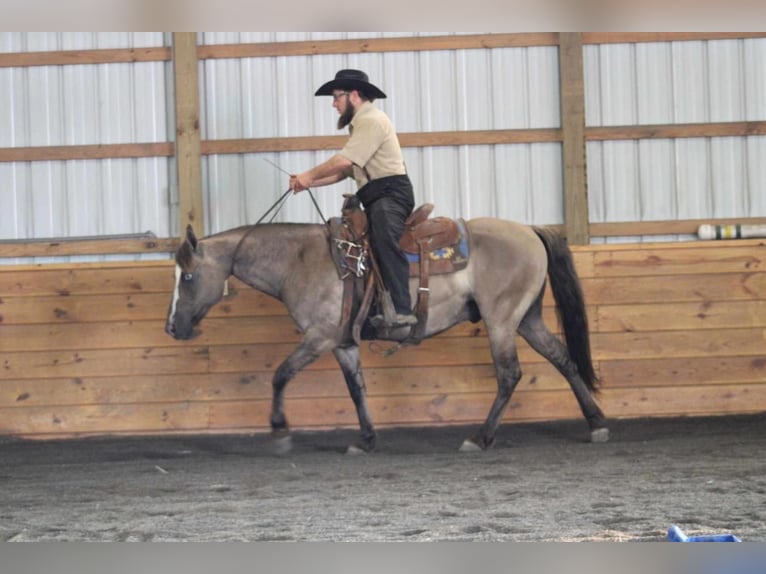 Quarter Pony Castrone 8 Anni 142 cm Grullo in Rebersburg, PA