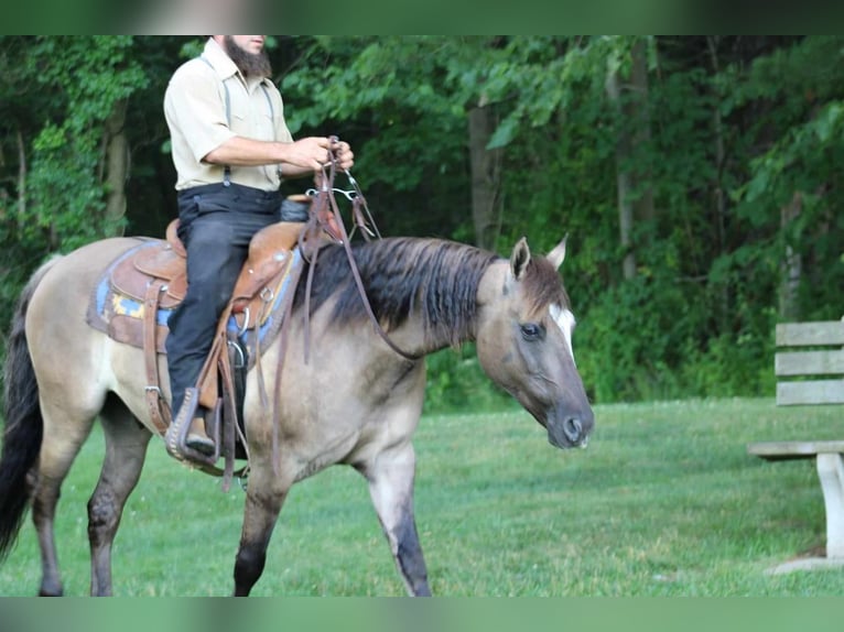 Quarter Pony Castrone 8 Anni 142 cm Grullo in Rebersburg, PA