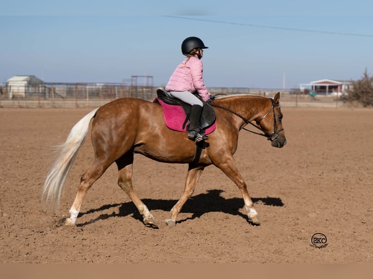 Quarter Pony Castrone 8 Anni 142 cm Palomino in Canyon