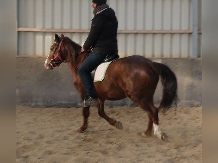 Quarter Pony Mix Castrone 8 Anni 145 cm Sauro scuro in Buttstädt