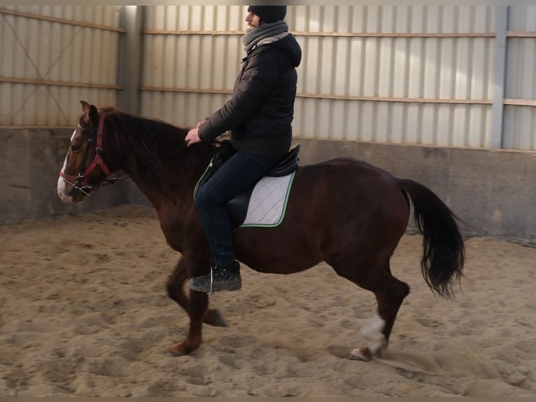 Quarter Pony Mix Castrone 8 Anni 145 cm Sauro scuro in Buttstädt