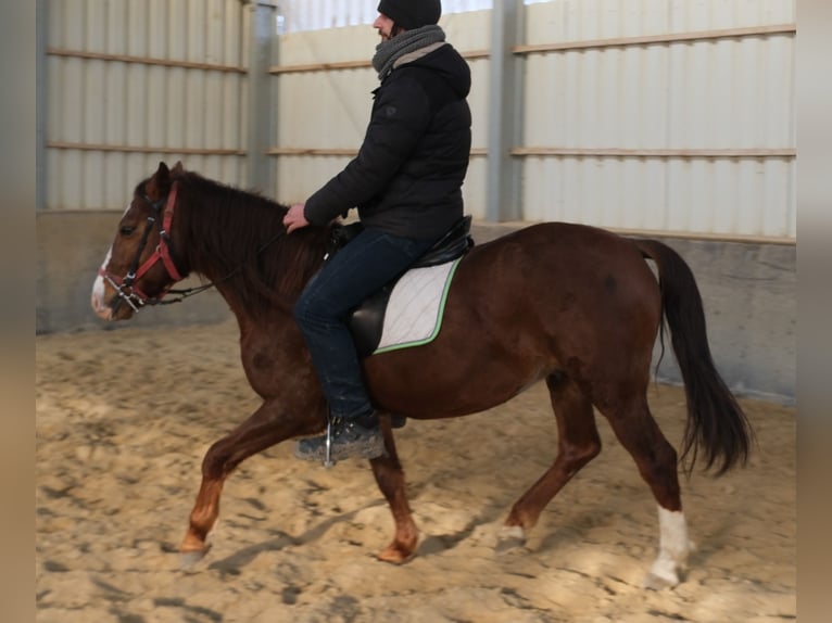 Quarter Pony Mix Castrone 8 Anni 145 cm Sauro scuro in Buttstädt