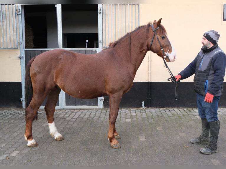 Quarter Pony Mix Castrone 8 Anni 145 cm Sauro scuro in Buttstädt