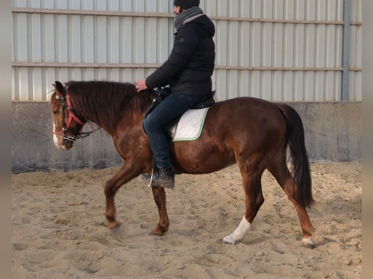 Quarter Pony Mix Castrone 8 Anni 145 cm Sauro scuro in Buttstädt