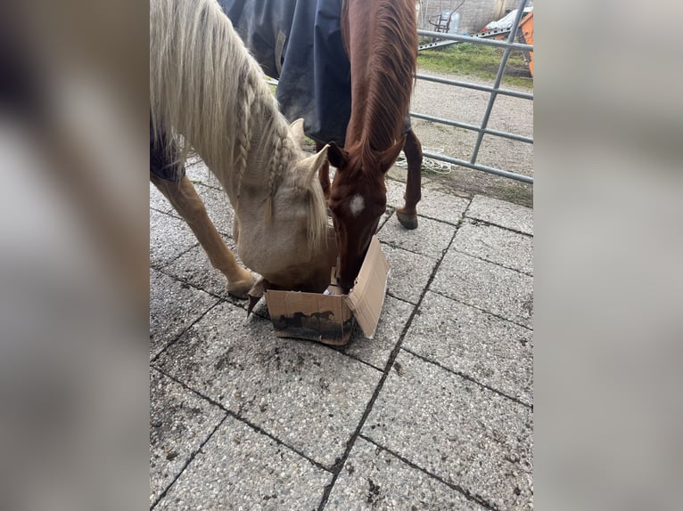 Quarter Pony Castrone 8 Anni 150 cm Sauro in Moorenweis