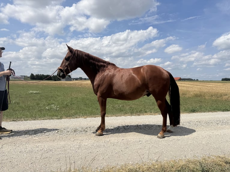 Quarter Pony Castrone 8 Anni 150 cm Sauro in Moorenweis
