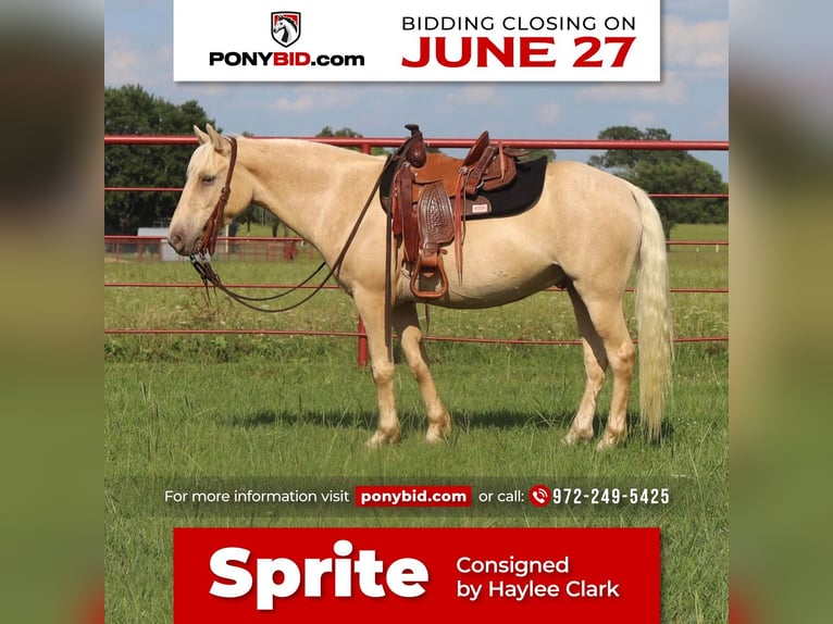 Quarter Pony Castrone 8 Anni Champagne in Grand Saline, TX
