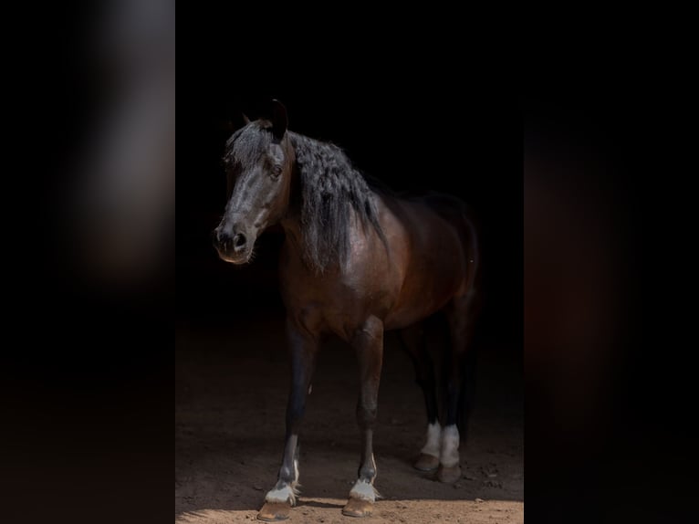 Quarter Pony Mix Castrone 8 Anni Morello in Westcliffe