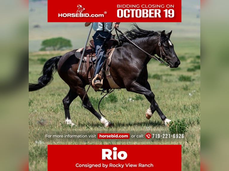 Quarter Pony Mix Castrone 8 Anni Morello in Westcliffe