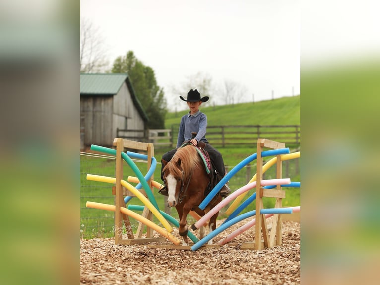 Quarter Pony Castrone 8 Anni Sauro ciliegia in Millersburg