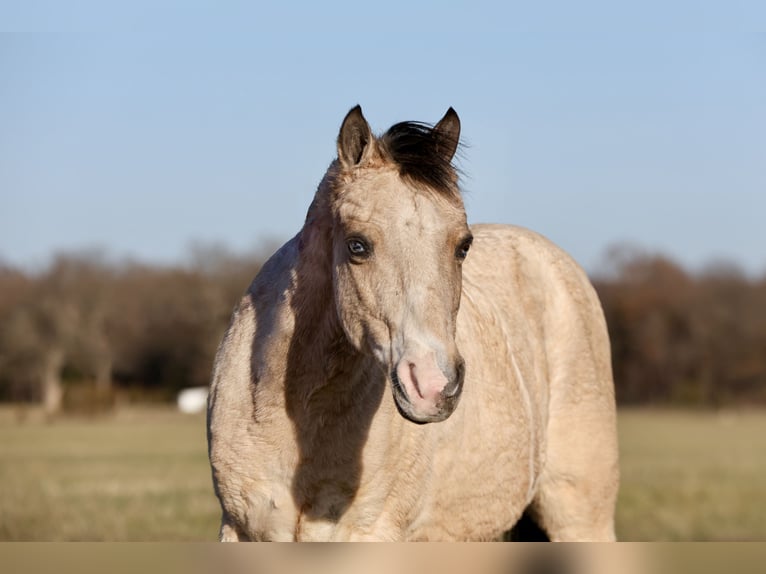 Quarter Pony Castrone 9 Anni 117 cm Pelle di daino in Buffalo, MO