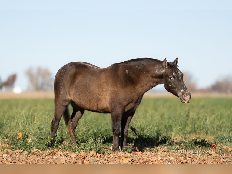 Quarter Pony Castrone 9 Anni 122 cm in Lewistown