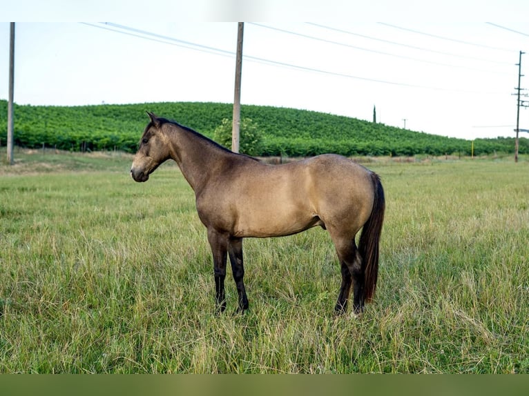 Quarter Pony Castrone 9 Anni 132 cm in Waterford, CA