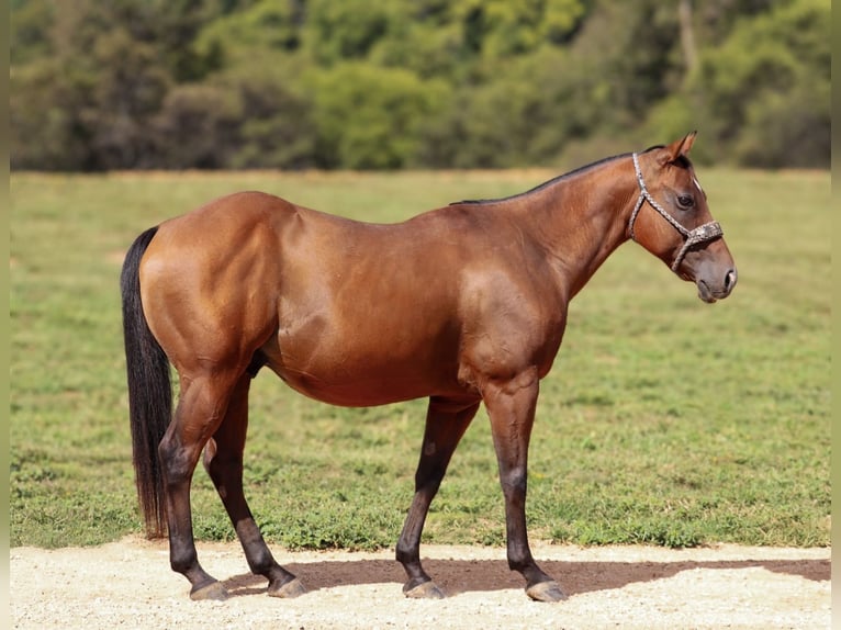 Quarter Pony Castrone 9 Anni 140 cm Baio ciliegia in Culleoka