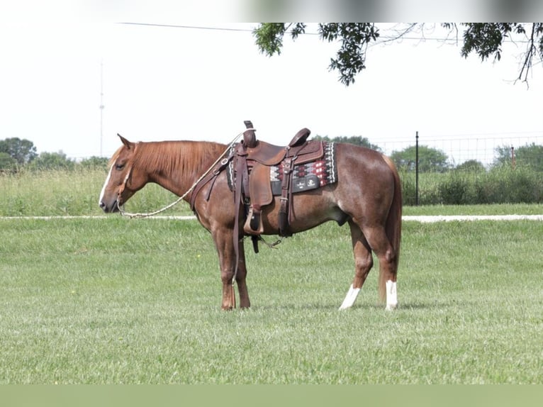 Quarter Pony Castrone 9 Anni 140 cm Roano rosso in Mt Vernon, MO