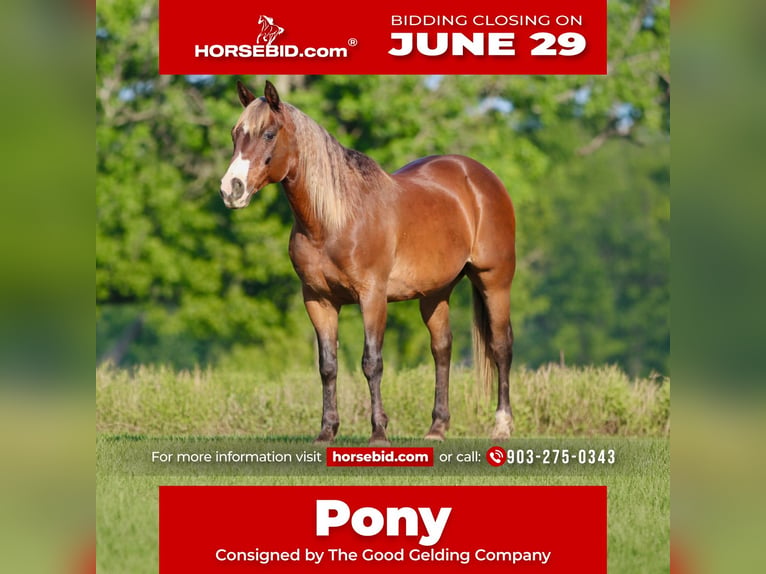 Quarter Pony Castrone 9 Anni 142 cm Baio ciliegia in Athens