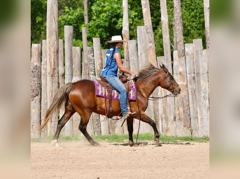 Quarter Pony Castrone 9 Anni 142 cm Baio ciliegia in Athens
