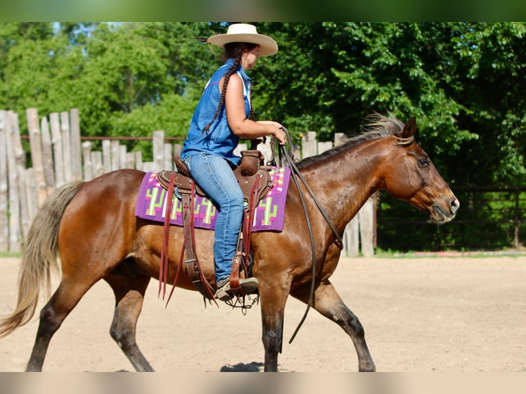 Quarter Pony Castrone 9 Anni 142 cm Baio ciliegia in Athens
