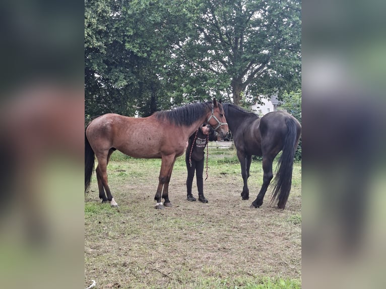 Quarter Pony Castrone 9 Anni 164 cm Baio roano in Thüringen - Teistungen