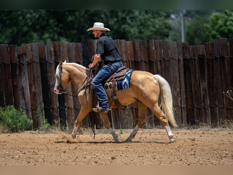 Quarter Pony Castrone 9 Anni Palomino in Fort Worth