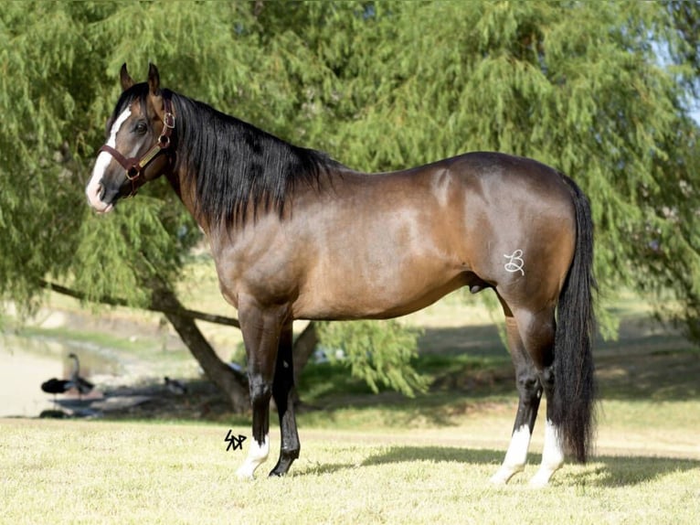 Quarter Pony Castrone 9 Anni Palomino in Fort Worth