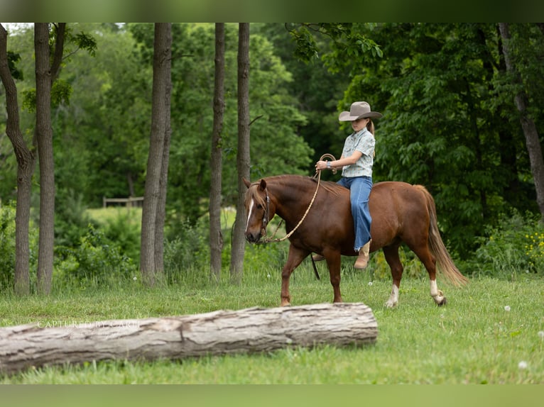 Quarter Pony Castrone 9 Anni  in Lewistown