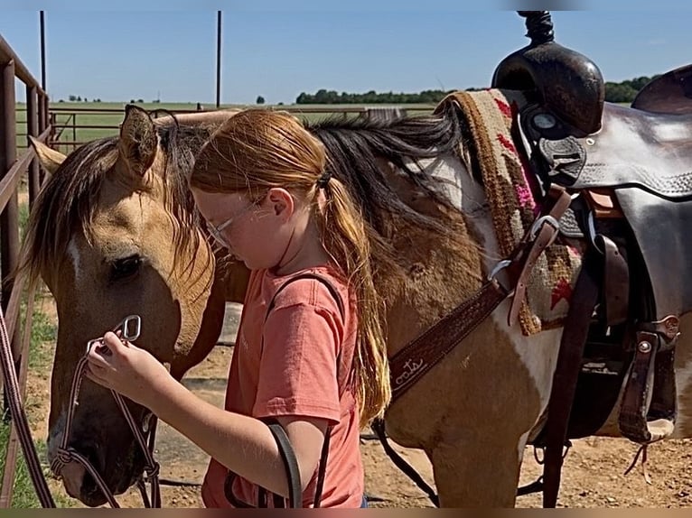 Quarter Pony Castrone 9 Anni Pezzato in Cisco