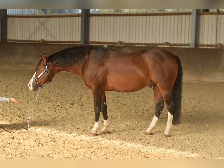 Quarter pony Étalon 11 Ans 153 cm Bai in Geilenkirchen