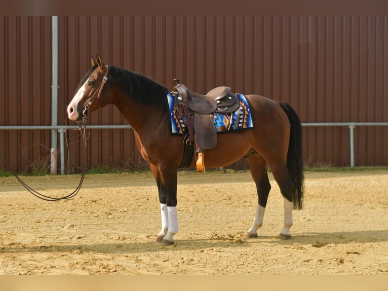 Quarter pony Étalon 11 Ans 153 cm Bai in Geilenkirchen