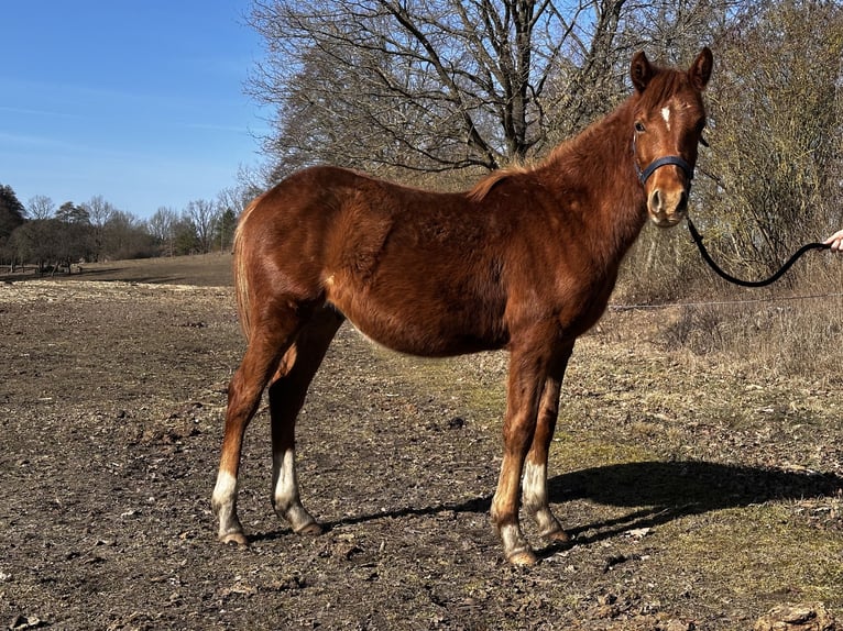 Quarter pony Croisé Étalon 1 Année 145 cm Alezan in Dobiegniew