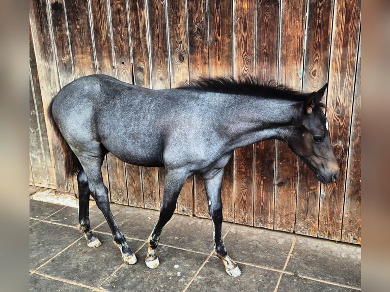 Quarter pony Étalon 1 Année 145 cm Rouan bleu in Fichtenberg