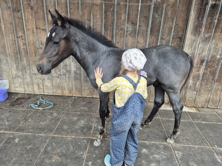 Quarter pony Étalon 1 Année 145 cm Rouan bleu in Fichtenberg