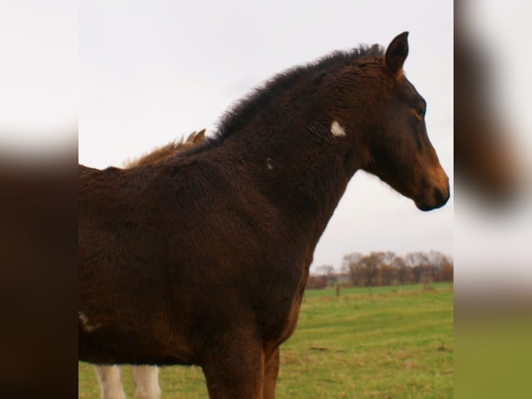 Quarter pony Étalon 1 Année 148 cm Overo-toutes couleurs in Velpke
