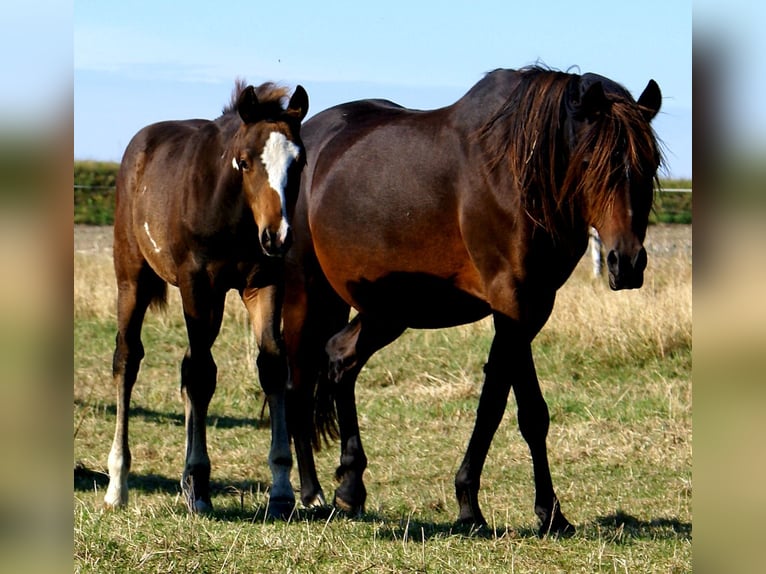 Quarter pony Étalon 1 Année 148 cm Overo-toutes couleurs in Velpke
