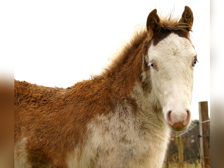 Quarter pony Étalon 1 Année 148 cm Overo-toutes couleurs in Velpke