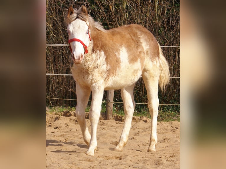 Quarter pony Étalon 1 Année 148 cm Overo-toutes couleurs in Velpke