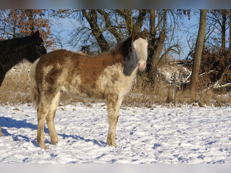 Quarter pony Étalon 1 Année 148 cm Overo-toutes couleurs in Velpke