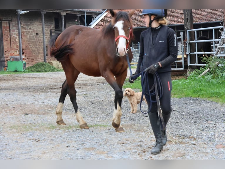 Quarter pony Croisé Étalon 1 Année 150 cm Bai in Buchen (Odenwald)