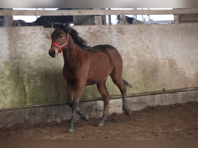 Quarter pony Croisé Étalon 1 Année 150 cm Bai in Buchen (Odenwald)