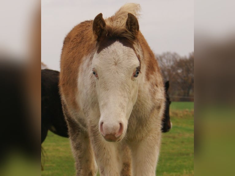 Quarter pony Étalon 1 Année 150 cm Overo-toutes couleurs in Velpke