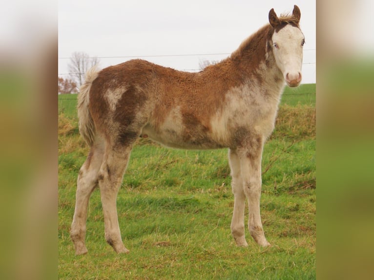 Quarter pony Étalon 1 Année 150 cm Overo-toutes couleurs in Velpke
